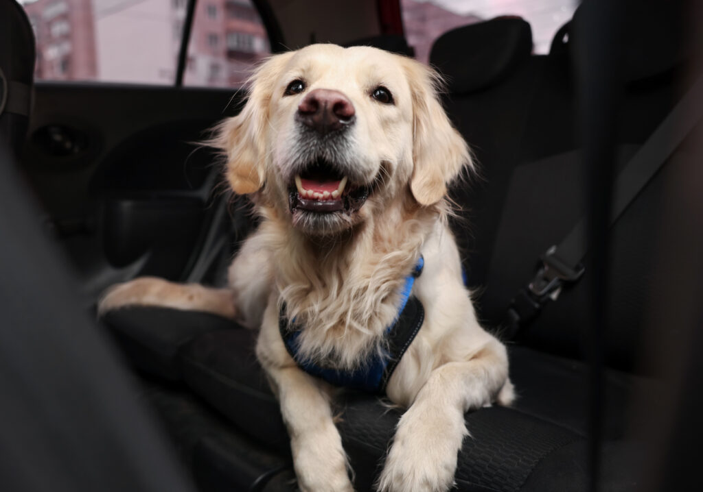 Cute labrador retriever in car. Adorable pet