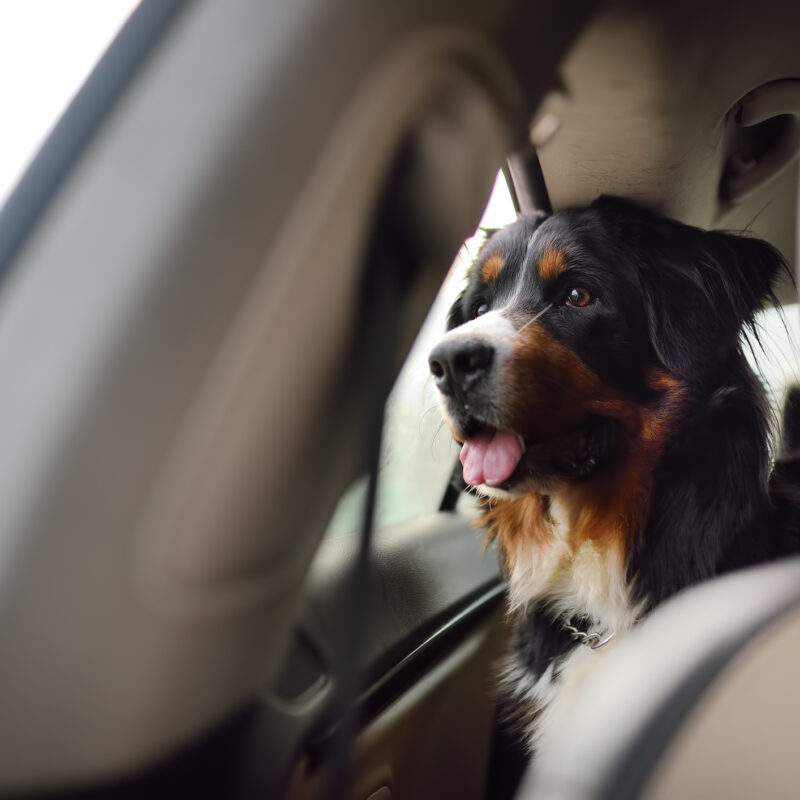 Purebred dog breed sennenhund rides in the car. Transportation of large animals. Bernese Mountain dog is waiting for the owner to return.