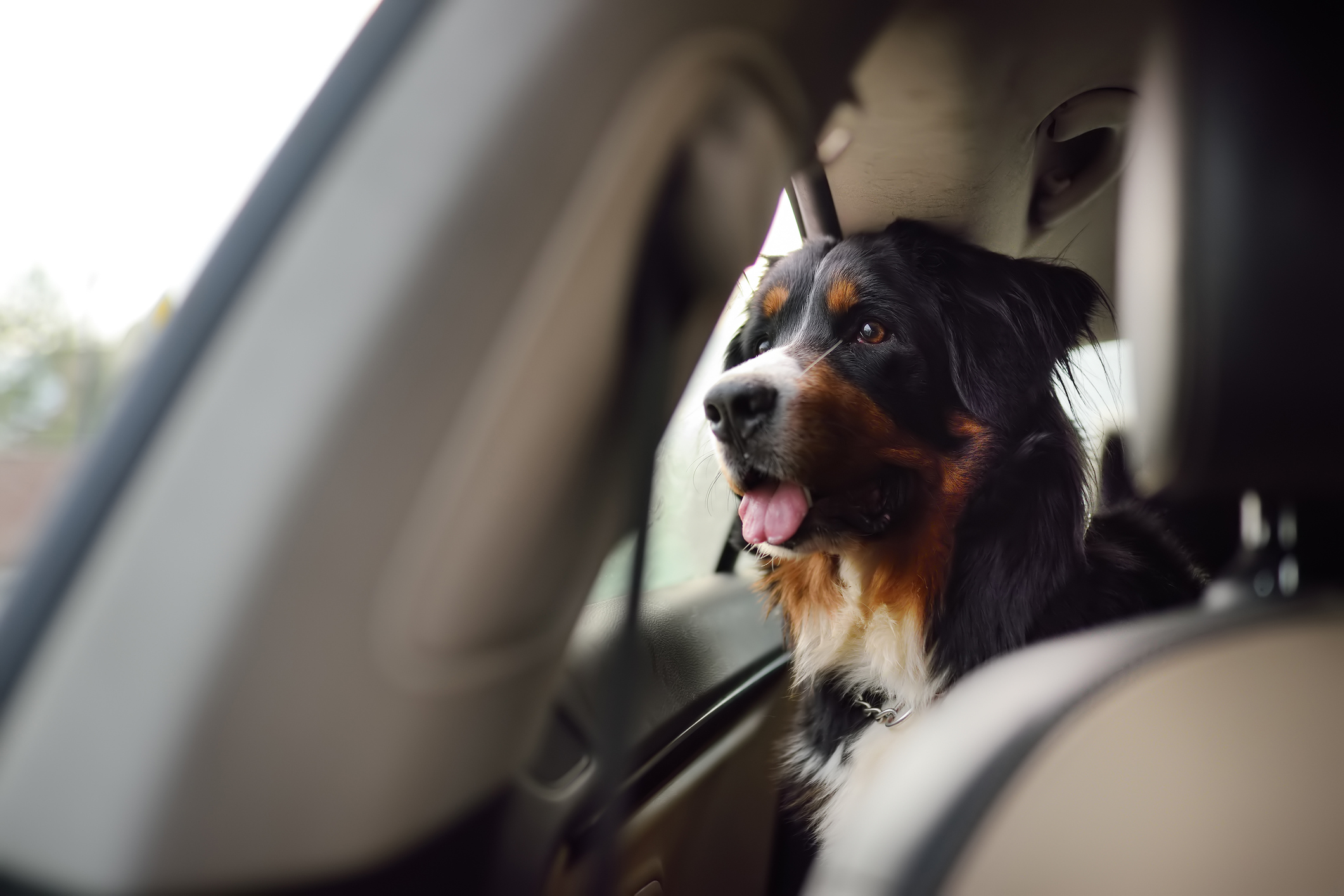 Removing Dog Hair from Your Car: Methods for a Fur-Free Interior